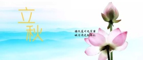 立秋荷花公众号封面