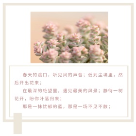 米色多肉促销情感公众号正方形配图