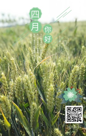四月你好海棠花卡通手绘日签