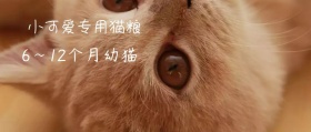 幼猫专用猫粮小猫摄影图片公众号封面