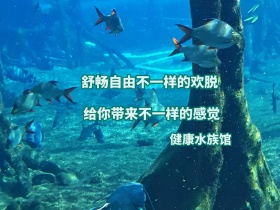 健康水族馆夏季游泳健身公众号配图