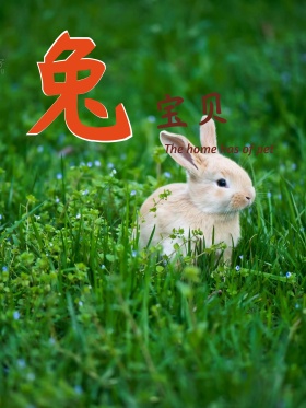 卡通兔子原创卡通宠物店海报萌宠兔