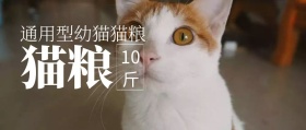 幼猫猫粮小猫摄影图片清新公众号封面
