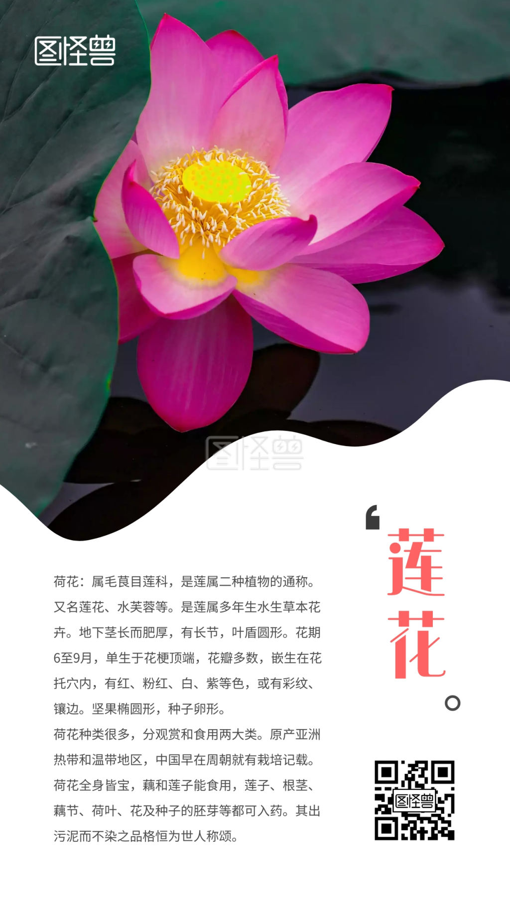 莲花简约绿色荷花宣传手机海报