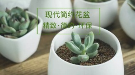 花盆简约现代公众号封面模版