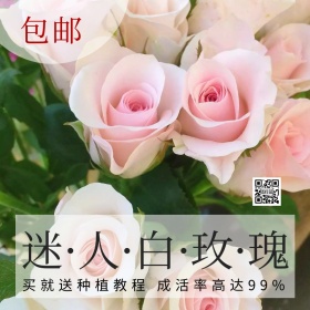 白玫瑰花促销优惠活动简约创意淘宝主图