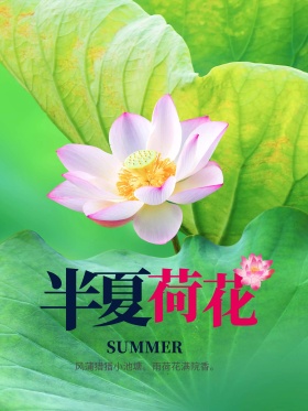 夏天荷花