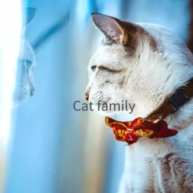 猫咪家族手机微博封面