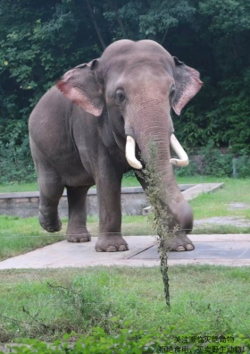 大象保护动物公益海报