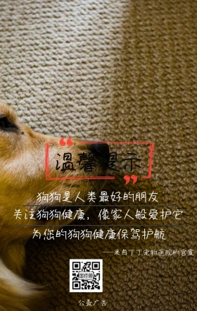 关注宠物给它爱和温暖公益广告狗狗