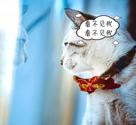 看不见我夏目猫咪老师朋友圈封面