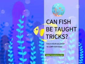 金鱼饲养简约文艺公众号横版配图