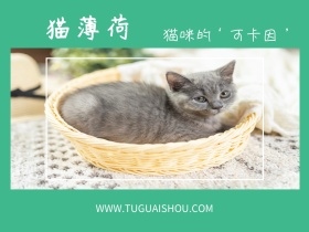 猫薄荷简约可爱公众号正方形配图