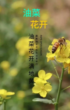 绿色清新简约油菜花开踏春旅游手机海报