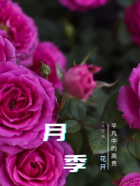 粉色文艺简约鲜花花店月季花海报设计