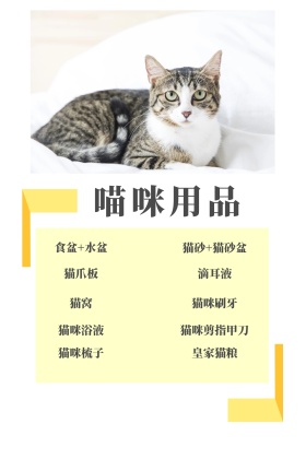 猫咪用品可爱公众号配图