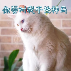 喵星人表情包