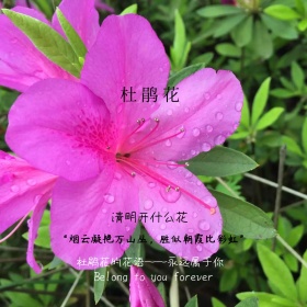 清明开什么花杜鹃花简约白色方形配图