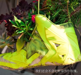 把野草当做玫瑰白色花朋友圈封面