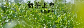 茶叶新品摄影创意清新banner