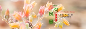 小清新手绘多肉绿植风暴淘宝海报banner