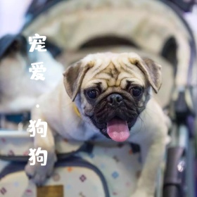 宠爱狗狗简约宠物摄影公众号配图