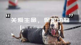 棕色摄影保护动物红包公众号封面