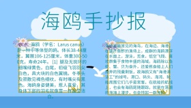 海鸥手抄报动物卡通