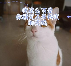 可爱猫咪萌宠粉色花环卡通聊天朋友圈封面