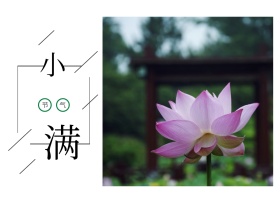 小满荷花公众号横版配图模版