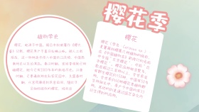 粉色简约樱花季手抄报