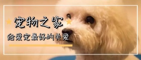 宠物萌宠简约摄影宣传广告公众号封面