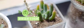 多肉之家绿植盆栽年中大促banner图片