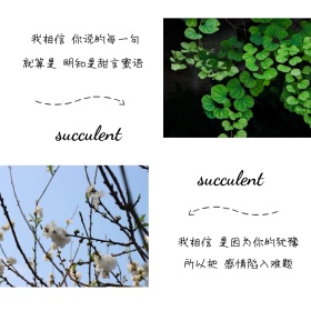 多肉植物摄影简约方形配图