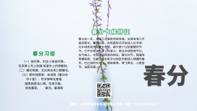 春分节气横版手抄报