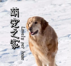 萌宠宠物可爱动物朋友圈封面