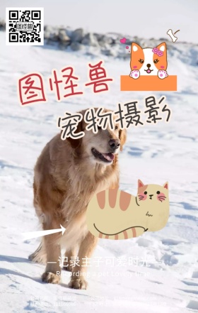 哈巴狗黄橙色可爱宠物摄影促销手机营销海报