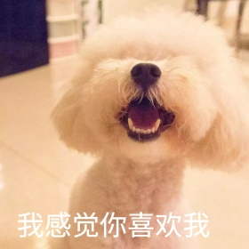 小狗害羞喜欢可爱恶搞趣味手机表情包