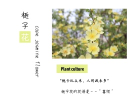 栀子花简介花语简约绿色横版配图