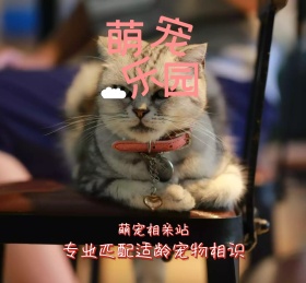 萌宠相亲站