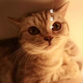 粉色创意可爱动物情感手机微博封面