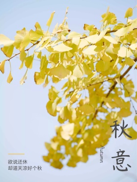 唯美清新秋天银杏叶黄色海报设计红包配图