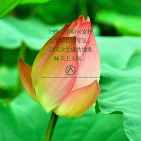 荷叶荷花文艺中国风水墨江南古镇配图
