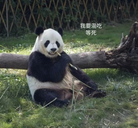 可爱撒娇法斗狗狗红包朋友圈封面