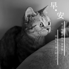 早安可爱猫咪萌宠简约公众号配图