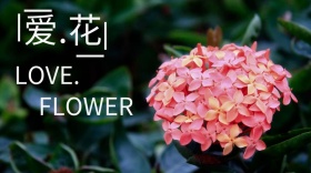鲜花宣传创意简约公众号封面