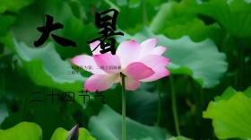 大暑金鱼荷花中国风公众号封面