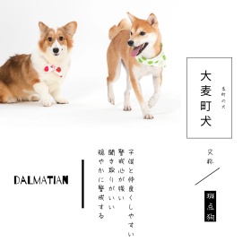 大麦町犬斑点狗简约白色方形配图