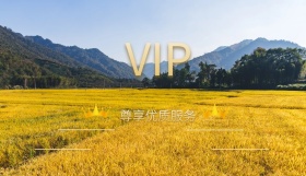 简约 商务 时尚 纯色 花纹 会员卡正面