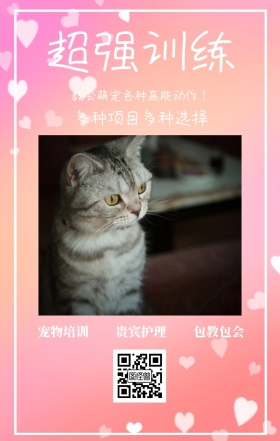 宠物培训 超强训练 贵宾护理 包教包会 多种项目多种选择 教会萌宠各种高能动作！ 宠物护理促销活动简约手机海报
